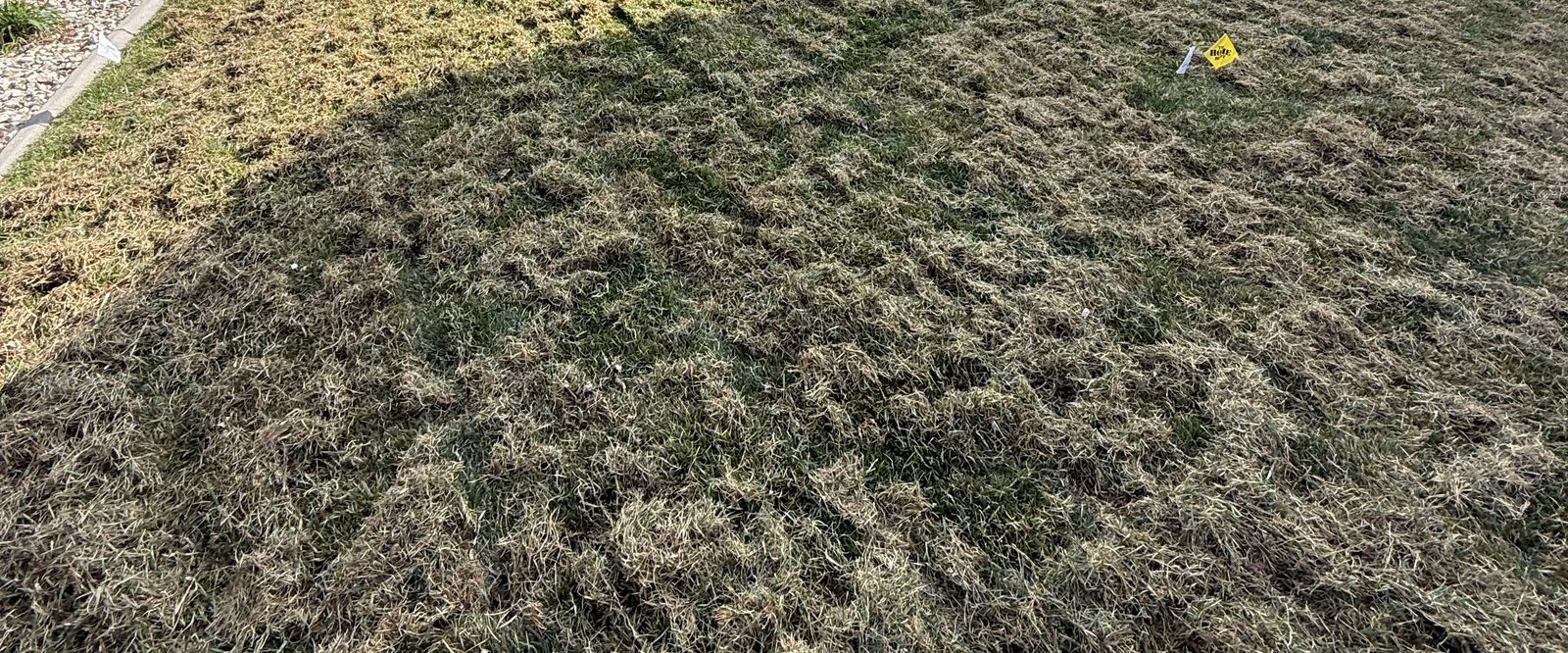 Backyard lawn mid-dethatching showing thatch buildup being pulled up by Spanish Springs Lawn Care