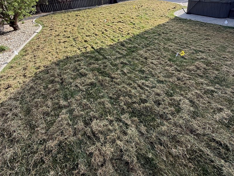 Lawn mid-dethatching showing thatch buildup being pulled up by Spanish Springs Lawn Care