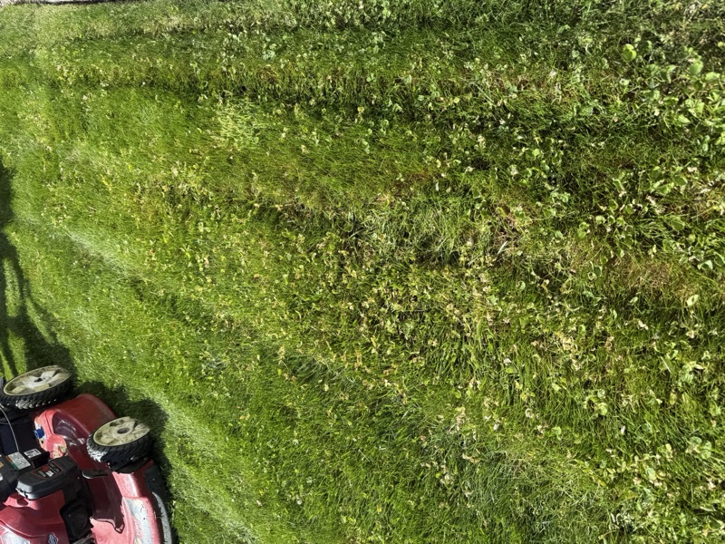 Weed and feed fertilization treatment being applied to a Spanish Springs lawn