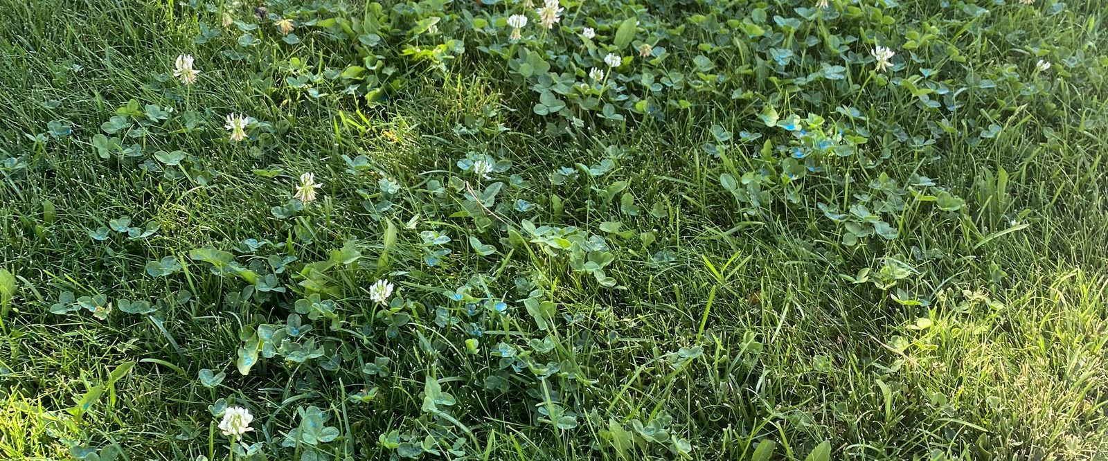 Clover and weeds growing in a lawn before Spanish Springs Lawn Care weed control treatment