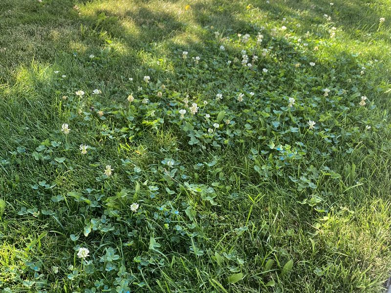 Weeds growing in a lawn before Spanish Springs Lawn Care weed control treatment